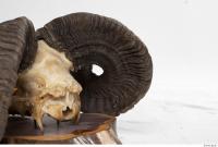 mouflon skull 0029